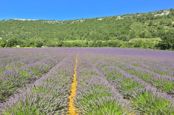 Campo Lavanda Provenza Nel Sud Della Francia — Foto Stock