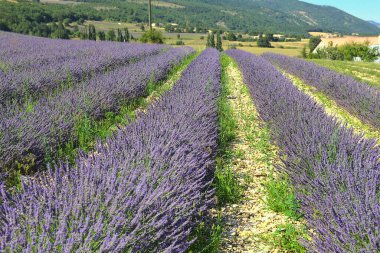 Fransa 'nın güneyindeki Provence' deki lavanta tarlası.