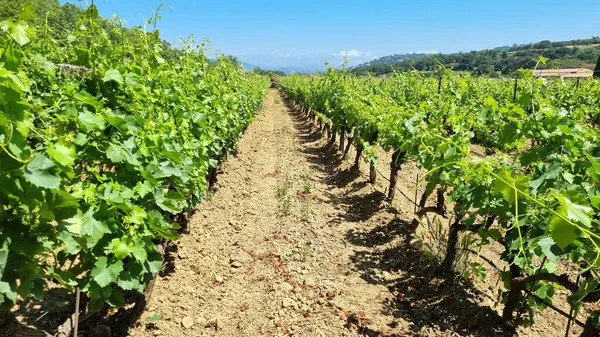 Weingut Südfrankreich — Stockfoto
