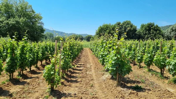 Weingut Südfrankreich — Stockfoto