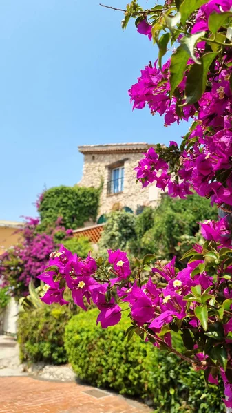 Blumen Der Altstadt Von Antibes Côte Azur — Stockfoto