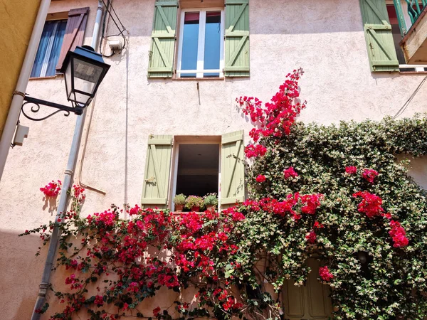 Fenêtre Pleine Fleurs Feuilles — Photo