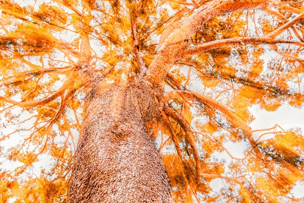 La cime des arbres à l'automne — Photo