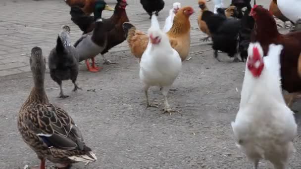 Många kycklingar och ankor i en gård — Stockvideo