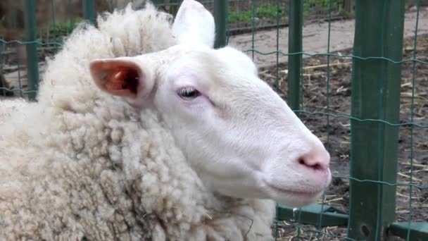 Sheep in a farm — Stock Video