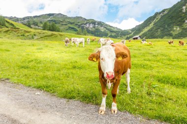 Avusturya 'nın Zauchensee dağındaki yeşil bir tarlada inekler