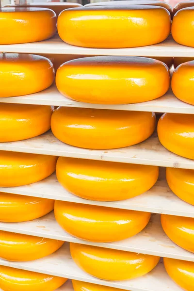 Many Dutch cheeses — Stock Photo, Image