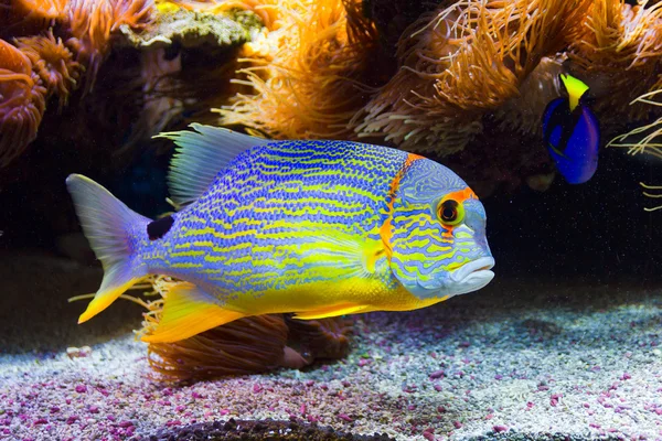 Peixes coloridos no mar — Fotografia de Stock