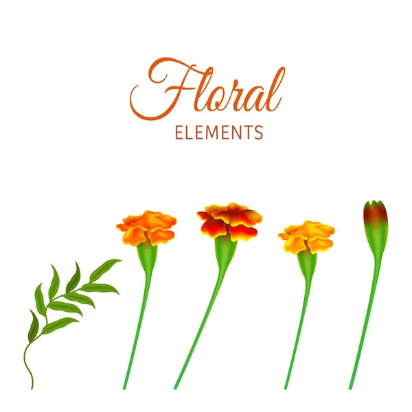 Floral Elements Marigold Flowers Bud Green Leaf White Background — Stock Vector