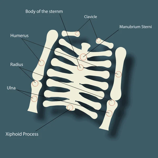 Έννοια της υγείας και της ιατρικής με ανθρώπινη σπονδυλική στήλη σκελετός. — Διανυσματικό Αρχείο
