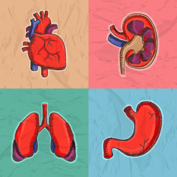 Serie di organi umani per la salute e la medicina . — Vettoriale Stock
