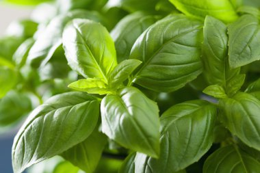 herb arka plan taze fesleğen yaprağı