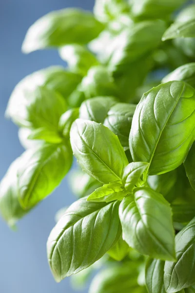 Fresh basil leaves herb background — Stock Photo, Image