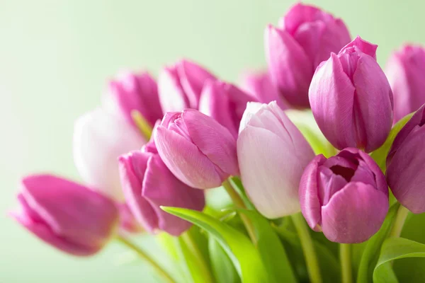 Bonito roxo tulipa flores fundo — Fotografia de Stock