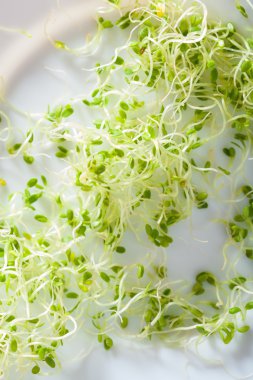 taze Yonca filizi plaka üzerinde