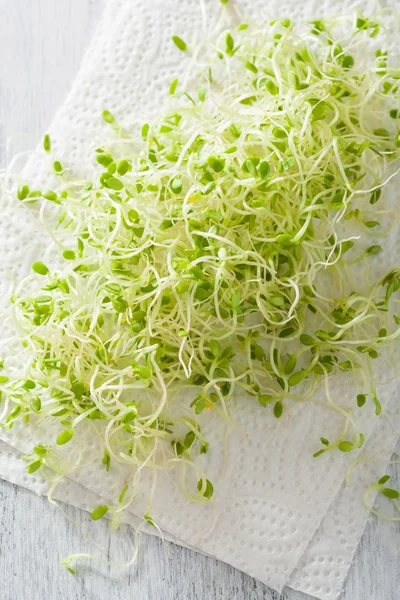Fresh clover sprouts on paper towel — Stock Photo, Image