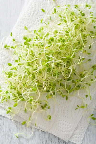 Brotes de trébol fresco en toalla de papel — Foto de Stock