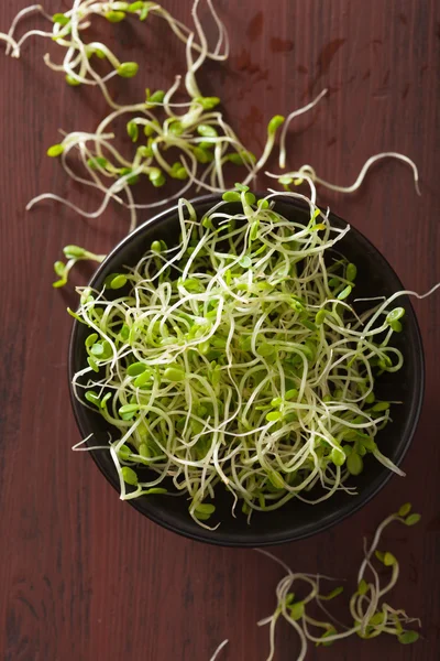 Fresh clover sprouts in black bowl — Stock Photo, Image