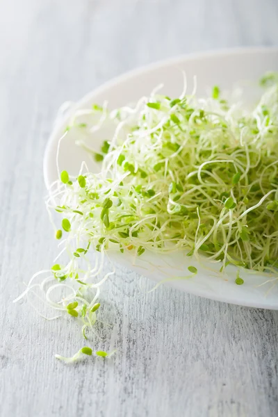 Brotes de trébol fresco en el plato — Foto de Stock