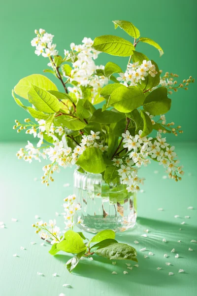 Bird-cherry blossom in vase over green background — Stock Photo, Image