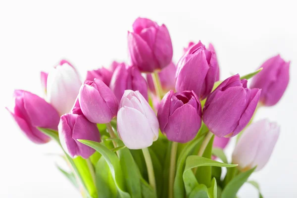 Красивий фіолетовий тюльпан квітів фон — стокове фото