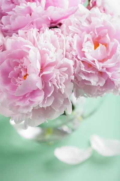 Beautiful pink peony flowers bouquet in vase — Stock Photo, Image