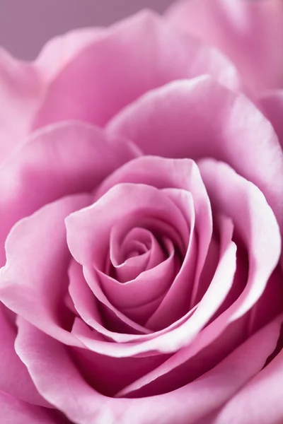 Bonito rosa rosa flor close-up fundo — Fotografia de Stock