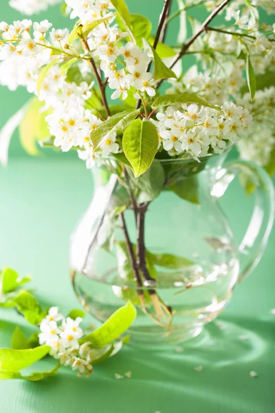 Bird-cherry blossom in vase over green background — Stock Photo, Image