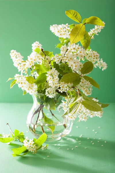 Flor de cereja pássaro em vaso sobre fundo verde — Fotografia de Stock