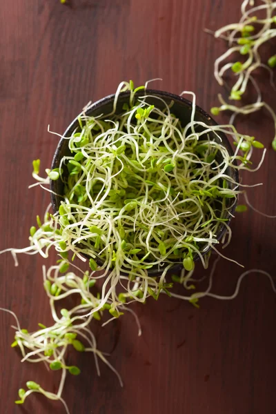 Fresh clover sprouts in black bowl — Stock Photo, Image