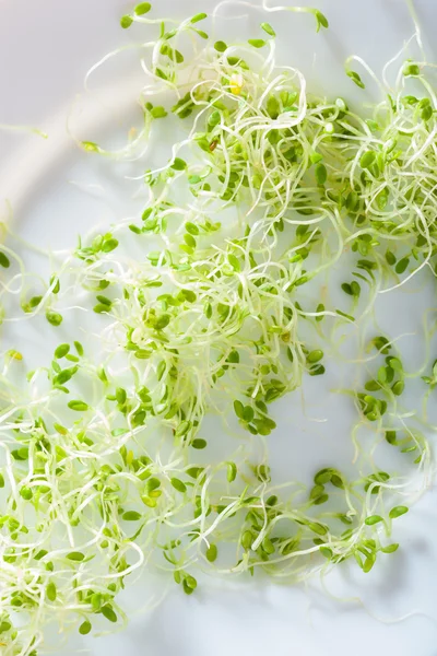 Fresh clover sprouts on plate — Stock Photo, Image