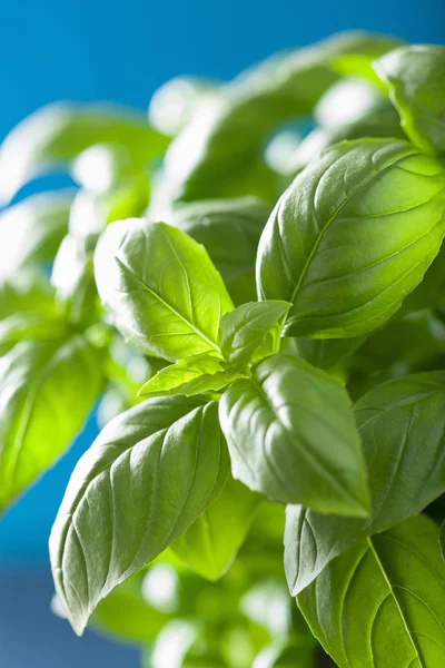 Hojas de albahaca fresca fondo de hierbas — Foto de Stock