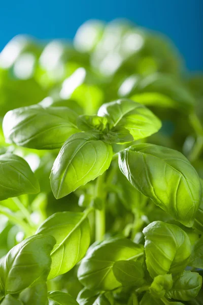 Basilico fresco foglie di erbe fondo — Foto Stock