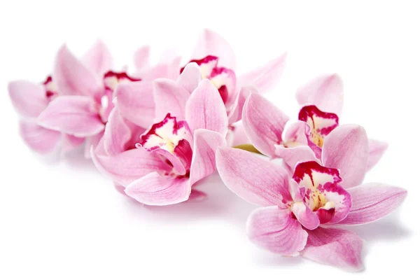 Růžové květy orchidejí izolovaných na bílém — Stock fotografie