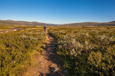 Dovrefjell Norveç dağlarında seyahat sırt çantası ile uzun yürüyüşe çıkan kimse