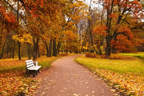 Colorful autumn maple trees fallen leaves path bench in park — Stock Photo, Image