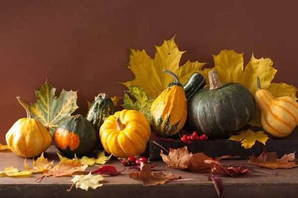 Dekorativní mini dýně a podzimní listí na halloween — Stock fotografie