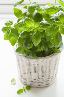 bir tencerede taze fesleğen bitki