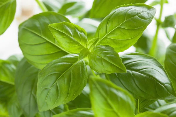 Hojas de albahaca fresca fondo de hierbas — Foto de Stock