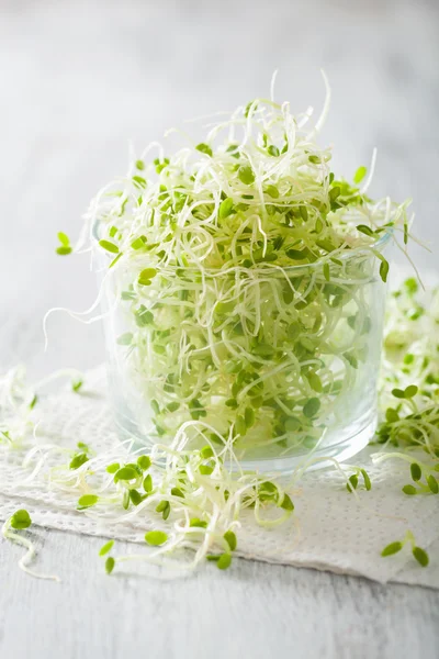 Brotos de trevo fresco alimentos saudáveis — Fotografia de Stock