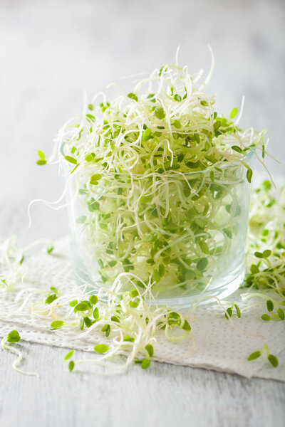 свежий клевер ростки здоровой пищи
