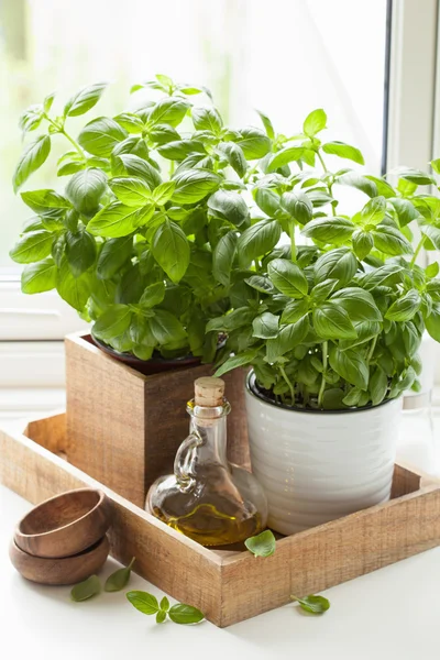 Verse basilicum kruid in pot olijfolie keukenraam — Stockfoto