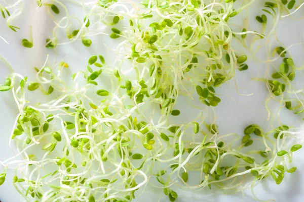 Fresh clover sprouts healthy food — Stock Photo, Image