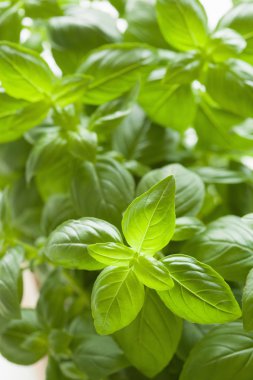 herb arka plan taze fesleğen yaprağı