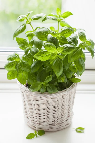 Hierba de albahaca fresca en una olla — Foto de Stock