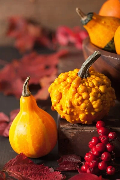 Mini citrouilles décoratives feuilles d'automne pour Halloween thanksgivin — Photo