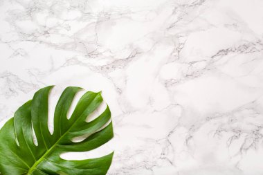 Gri arka planda tropikal bitki