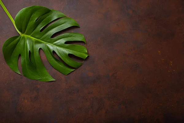 Monstera Blad Tropische Plant Donkere Achtergrond — Stockfoto