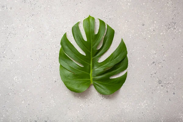 Monstera Blad Tropische Plant Grijze Achtergrond — Stockfoto