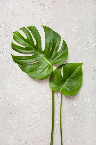 Monstera Blad Tropische Plant Grijze Achtergrond — Stockfoto